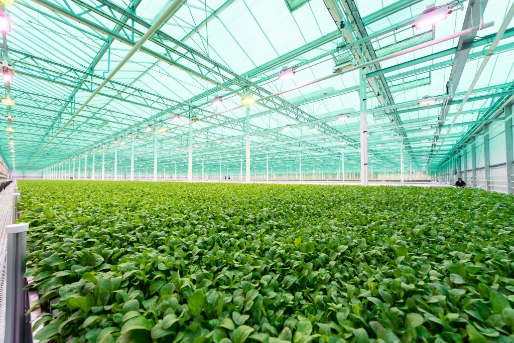 The Local Lettuce Locals Love Little Leaf Farms (NBC Boston) Little